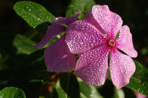 Water Vinca mineur