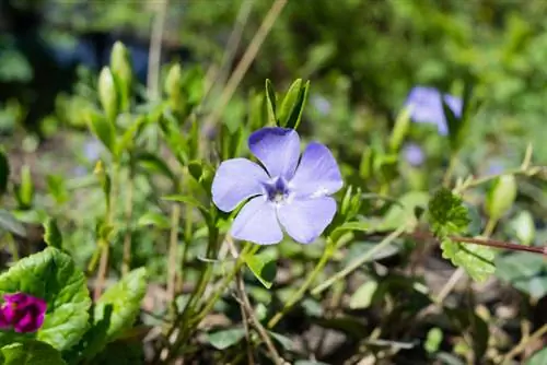 Kweek immergroen plante uit sade