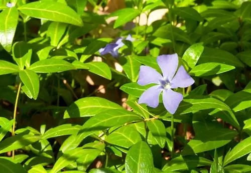 Vinca plantafstand