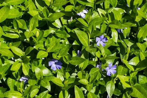 Vinca minor profiili