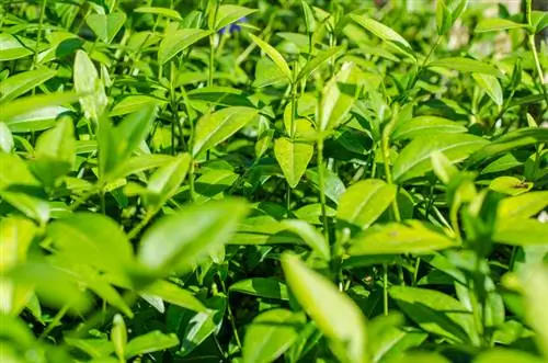 Vinca Minor como alfombra verde: plantación, cuidados y consejos