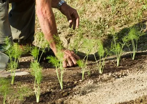 ተክል አምፖል fennel