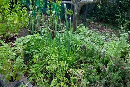 Lemon thyme katika bustani