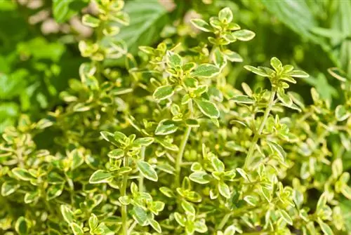 Citronový tymián nakrájejte správně: Díky tomu zůstane aromatický