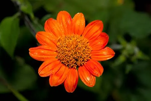 Mexikaanse sonneblomme: Oorwinter en plant behoorlik voort