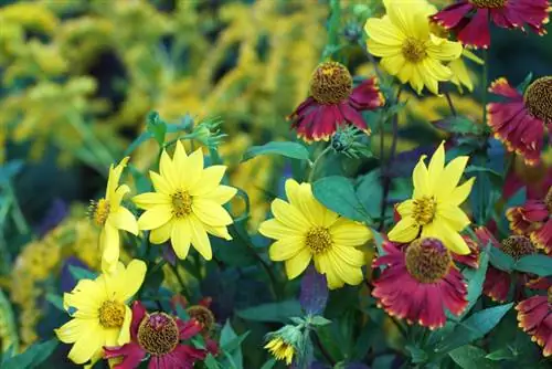 Perennial sunflower in the garden