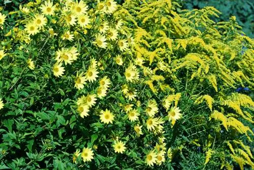 Winterharde meerjarige zonnebloemen: selectie- en verzorgingstips