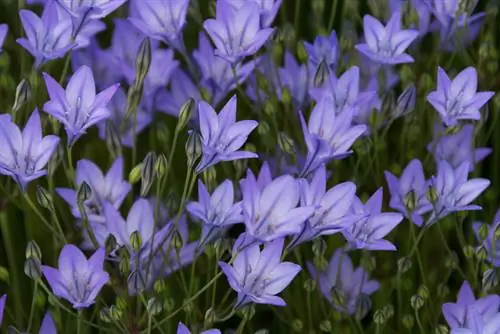 বাগানে Brodiaea