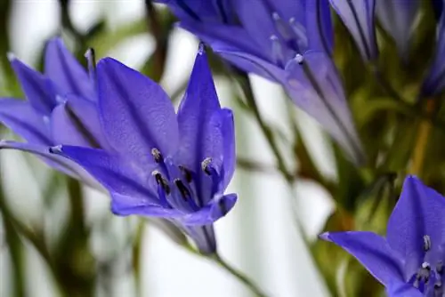 Givre de fleur d'étoile