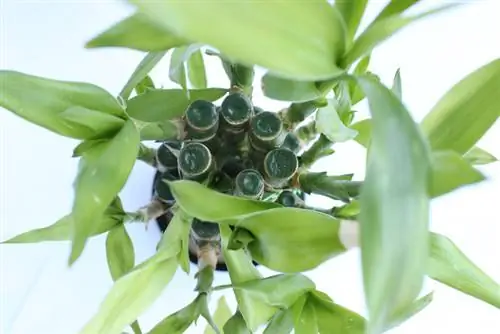 Voortplanting van gelukkige bamboes: eenvoudige stappe tot sukses