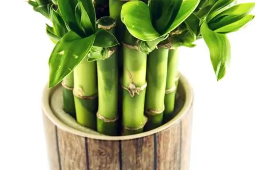 Lucky Bamboo verpotten: wanneer en hoe moet je dit correct doen