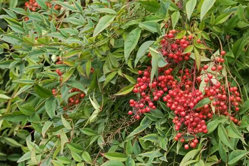 Sorg vir lugbamboes: wenke vir gesonde, welige plante