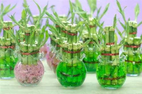 Lucky bamboo in the vase: care and location tips