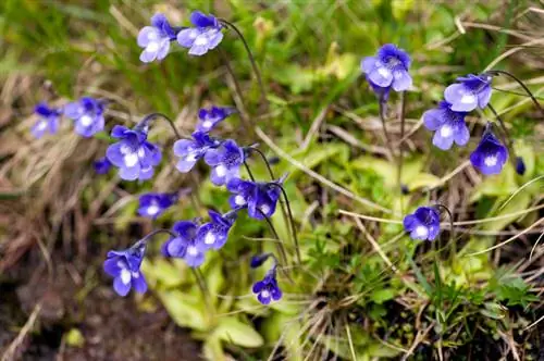 Butterwort v Srednji Evropi: Katere vrste so tu avtohtone?