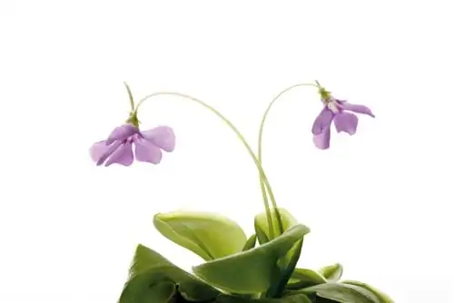 Butterwort en la cocina: cómo mantiene alejadas a las moscas de la fruta