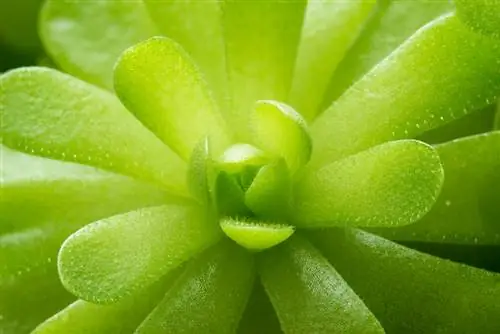 Butterwort መቁረጥ