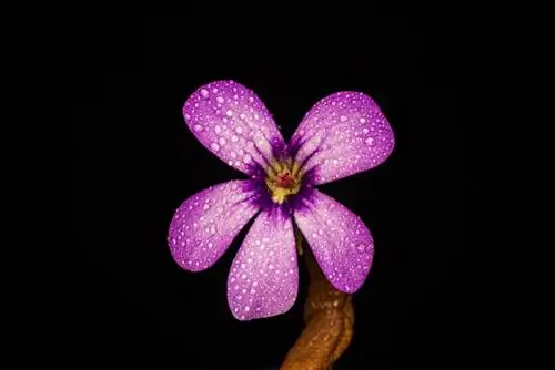 butterwort መዝራት