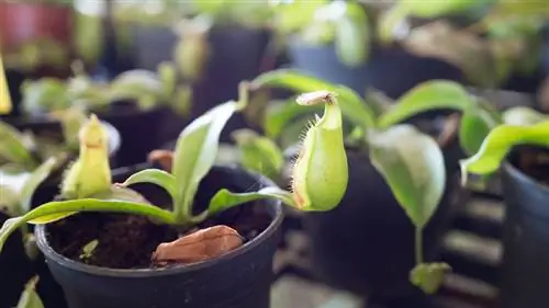 Esquejes de planta carnívora