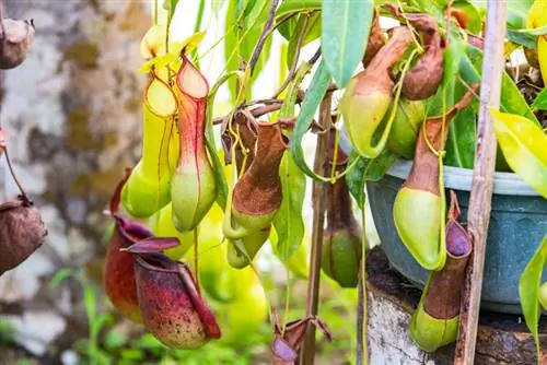 Snoeien van bekerplanten