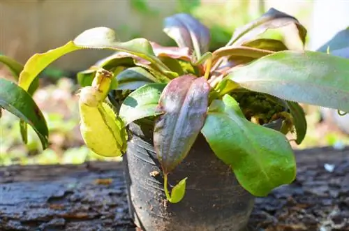 Pianta carnivora senza fiori