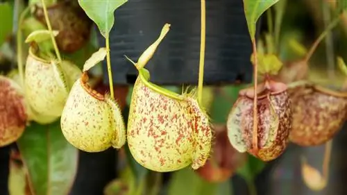 Nepenthes oorplant