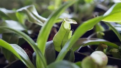 Dauginti Nepenthes