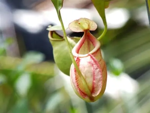 Nepenthes-bloem