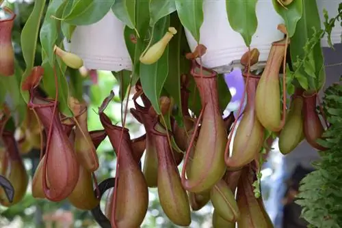 Voeding van Nepenthes