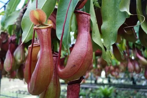 Nepenthes pasa el invierno