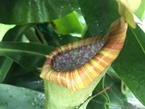 Tưới cây Nepenthes