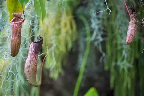 Nepenthes cuida los cántaros secos