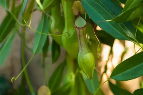 Atitudinea lui Nepenthes Alata