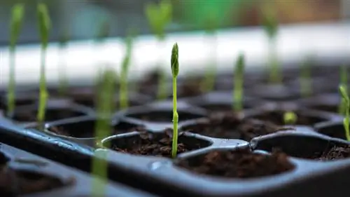 Sowing sweet peas: This is how you can create a colorful garden