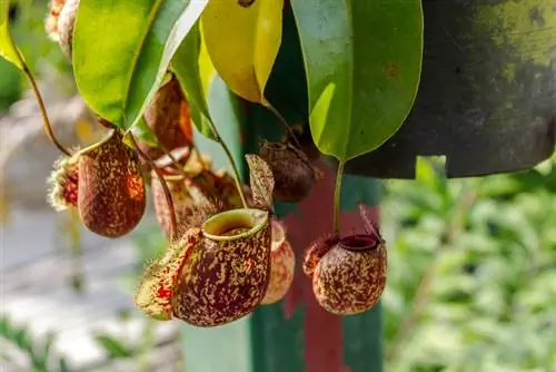 Pitcher plant species