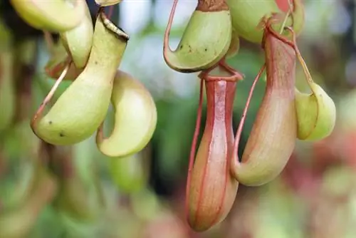 Semillas de planta de jarra