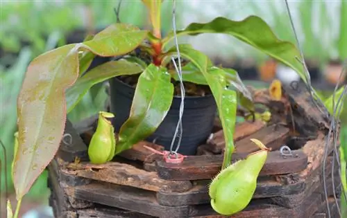 Nepenthes Hybrid Care: Συμβουλές για υγιή φυτά στάμνας