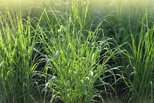 Water switchgrass