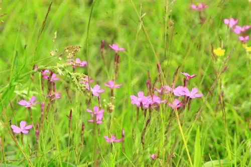 Overwintering the heath carnation: tips for beds and containers