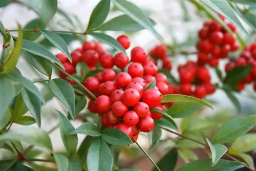 Bambú del cielo venenoso