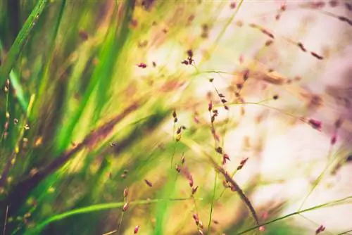 Poda de Switchgrass