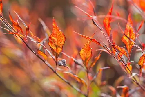 Sacred Bamboo Loses Leaves: Causes and Solutions