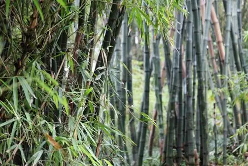 Bambu raksasa Eropa Tengah