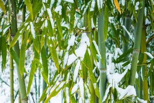 Giant bamboo frost