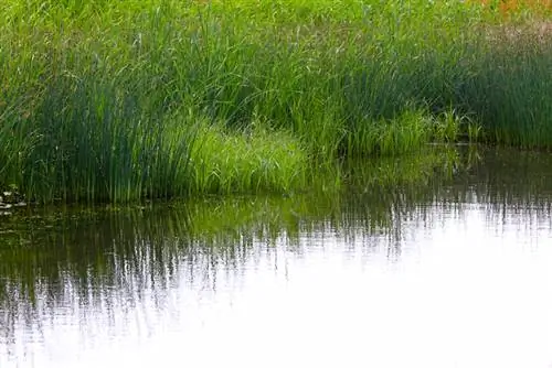 Eliminació de canyes a l'estany: mètodes i instruccions