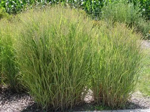 Gelada de Switchgrass