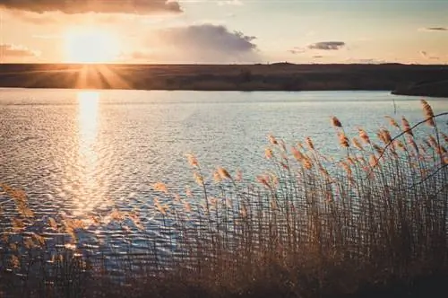 Reeds in the garden: profile, care and use