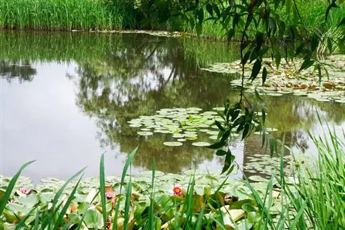 Estany de canyes