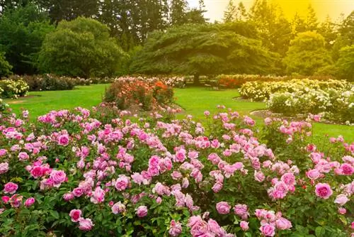 Magiskt överflöd av blommor: rosor i trädgården