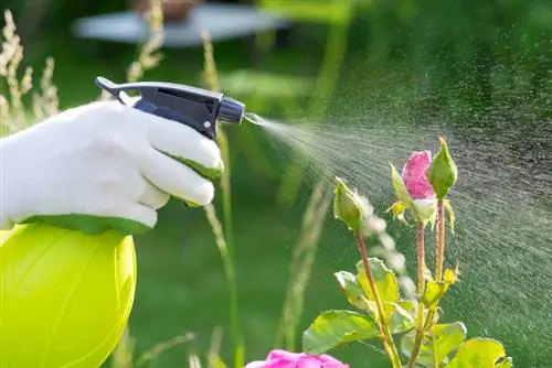 Spruzzare rose: rimedi naturali per piante sane