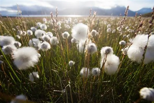 Cottongrass: Kailan ang panahon ng pamumulaklak at gaano ito katagal?